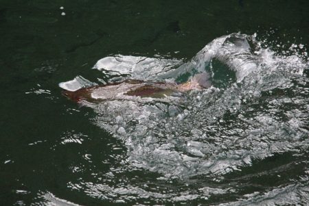 小菅トラウトガーデン 釣果