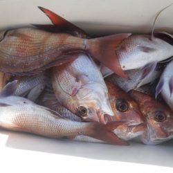 遊漁船 幸友丸 釣果