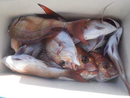 遊漁船 幸友丸 釣果