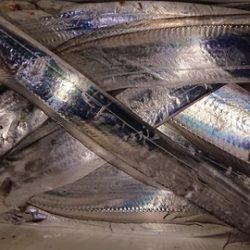 スカイマリン 釣果