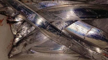 スカイマリン 釣果