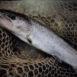 高萩ふれあいの里フィッシングエリア 釣果