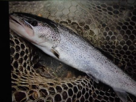高萩ふれあいの里フィッシングエリア 釣果
