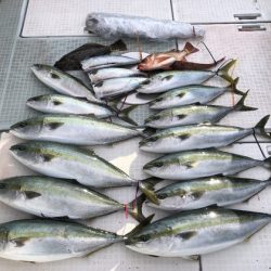 ふじしめ丸 釣果