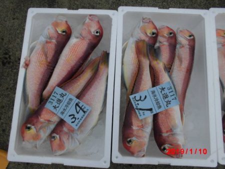 大進丸（新潟） 釣果