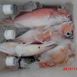 大進丸（新潟） 釣果