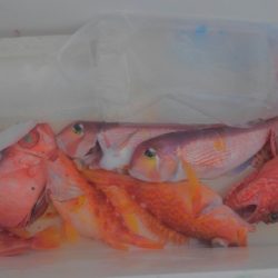 遊漁船 新鋭丸 釣果