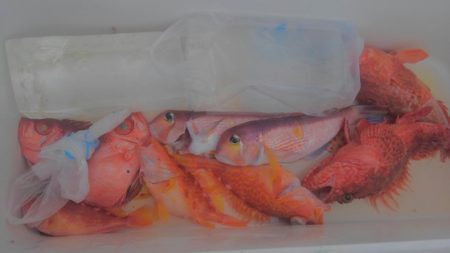 遊漁船 新鋭丸 釣果