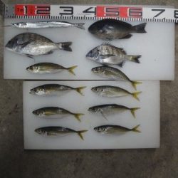 のとじま臨海公園海づりセンター 釣果