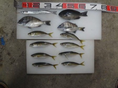 のとじま臨海公園海づりセンター 釣果