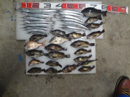 のとじま臨海公園海づりセンター 釣果