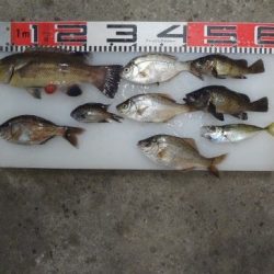 のとじま臨海公園海づりセンター 釣果