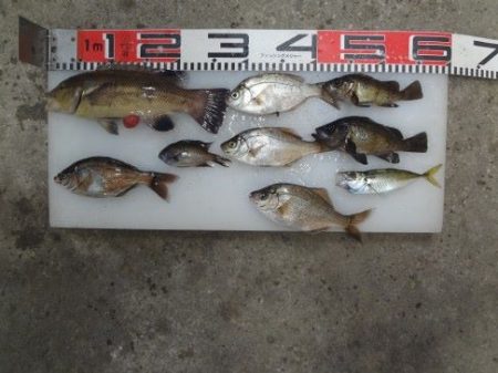 のとじま臨海公園海づりセンター 釣果