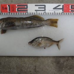 のとじま臨海公園海づりセンター 釣果