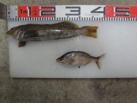 のとじま臨海公園海づりセンター 釣果