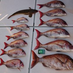 フィッシングボートACE（エース） 釣果