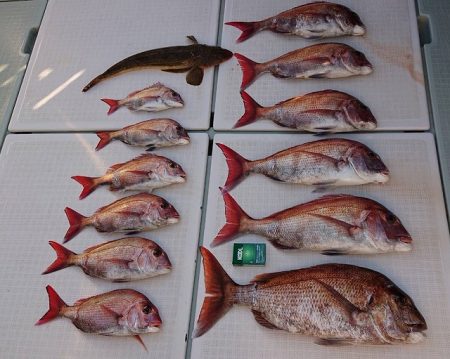 フィッシングボートACE（エース） 釣果