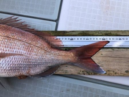 フィッシングボートACE(エース) 釣果