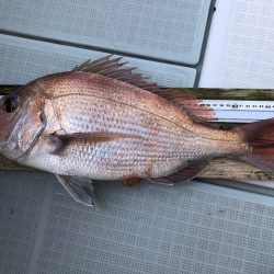 フィッシングボートACE(エース) 釣果