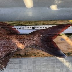 フィッシングボートACE(エース) 釣果