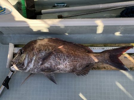 フィッシングボートACE(エース) 釣果