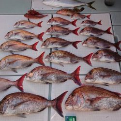 フィッシングボートACE(エース) 釣果