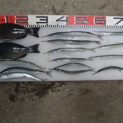 のとじま臨海公園海づりセンター 釣果