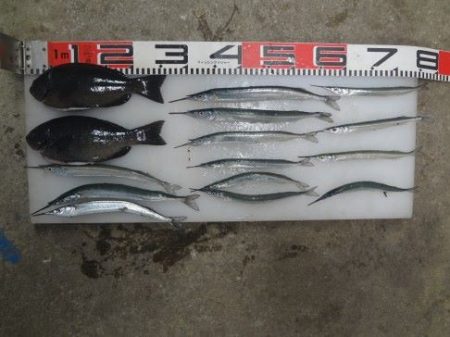 のとじま臨海公園海づりセンター 釣果