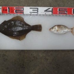 のとじま臨海公園海づりセンター 釣果