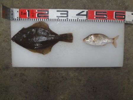 のとじま臨海公園海づりセンター 釣果