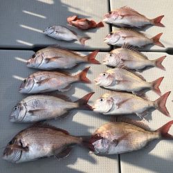 フィッシングボートACE(エース) 釣果