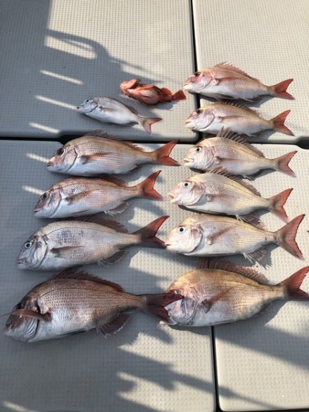 フィッシングボートACE(エース) 釣果