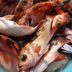 第三隆栄丸 釣果