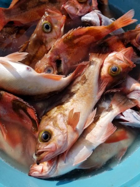 第三隆栄丸 釣果