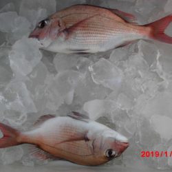 大進丸(新潟) 釣果