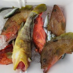 真祐丸 (しんゆうまる) 釣果