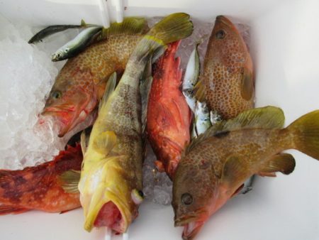 真祐丸 （しんゆうまる） 釣果