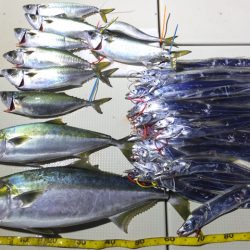 Hit Rush(ヒット ラッシュ) 釣果