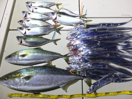 Hit Rush(ヒット ラッシュ) 釣果