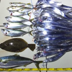 Hit Rush(ヒット ラッシュ) 釣果