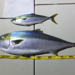 Hit Rush(ヒット ラッシュ） 釣果