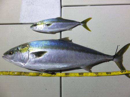 Hit Rush(ヒット ラッシュ） 釣果