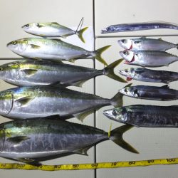 Hit Rush(ヒット ラッシュ) 釣果