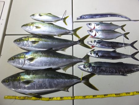 Hit Rush(ヒット ラッシュ) 釣果