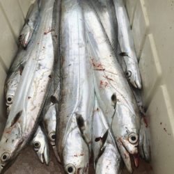 釣船 浦島太郎 釣果