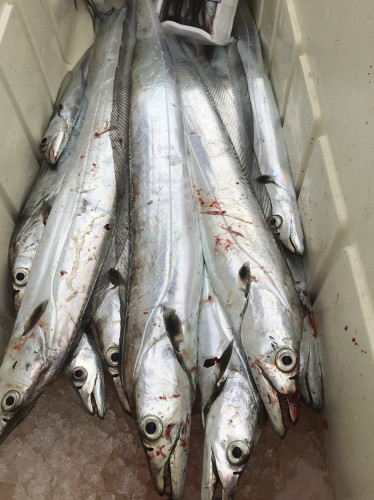 釣船 浦島太郎 釣果