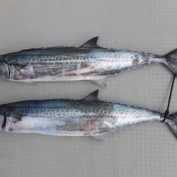 Hit Rush(ヒット ラッシュ) 釣果