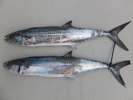 Hit Rush(ヒット ラッシュ） 釣果…