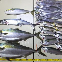 Hit Rush(ヒット ラッシュ） 釣果