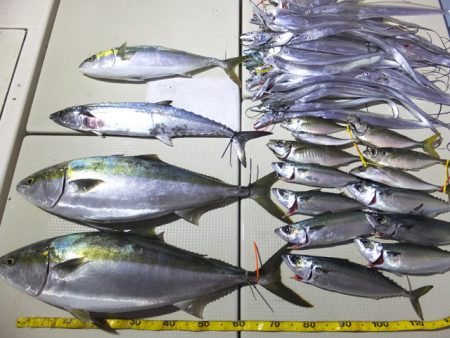 Hit Rush(ヒット ラッシュ） 釣果